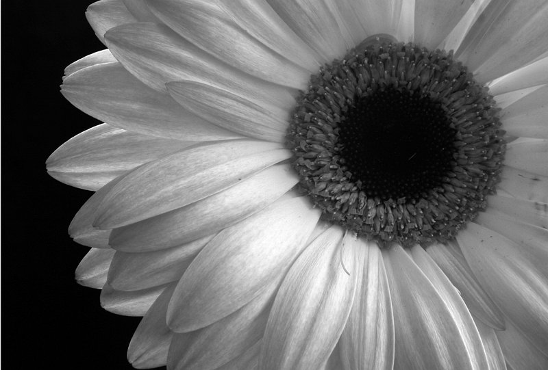 Black and white_0028